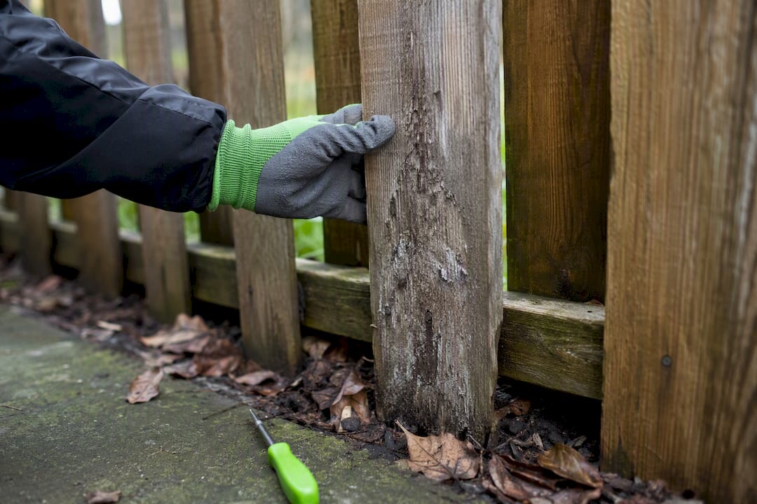 Gloved hand testing a damaged wood fence board