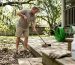 Homeowner cleaning deck with eco-friendly supplies