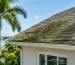 Is Roof Algae Harmful? What Florida Homes Need